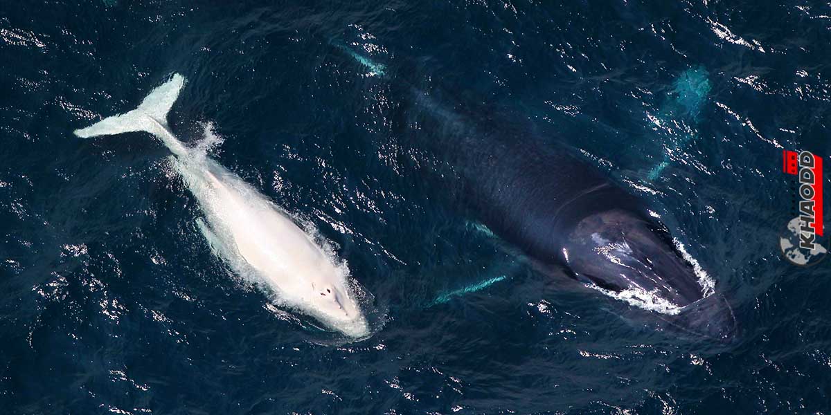 วาฬหลังค่อมมิกาลูหายตัวไป