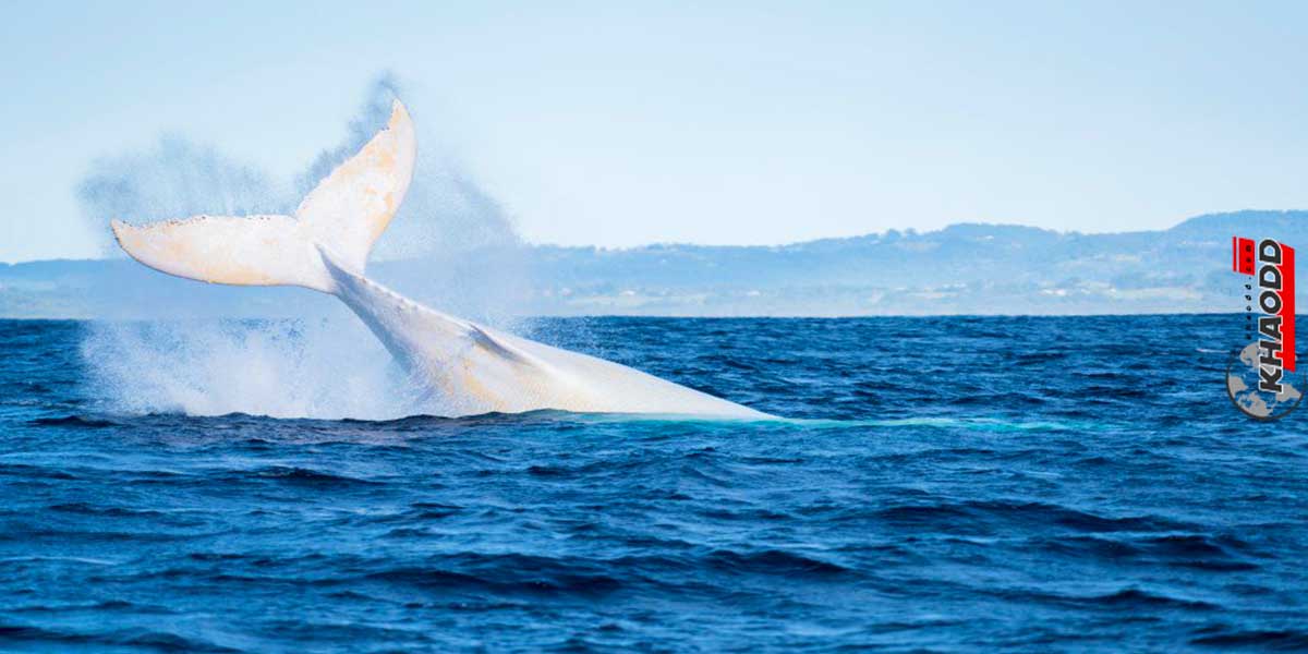 มิกาลู-วาฬสุดสวยงาม