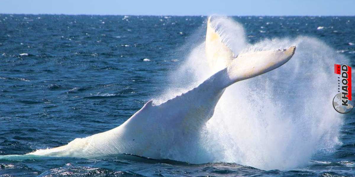 วาฬหลังค่อมสุดสวยงาม