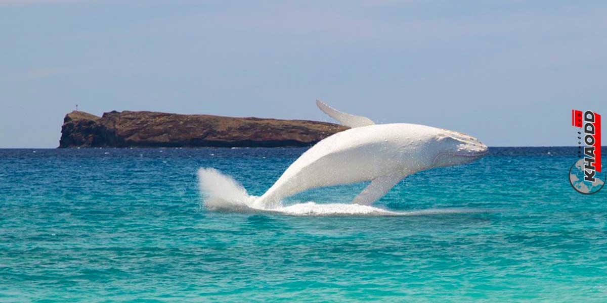 มิกาลู-วาฬเผือกร็อคสตาร์