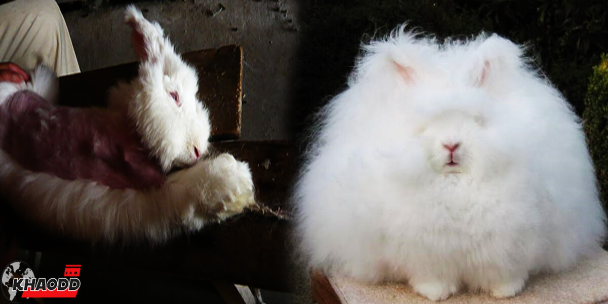 กระต่าย Angora กระต่ายยักษ์ที่เพาะเลี้ยงให้ขนยาว เพื่อนำมาตัดเสื้อ