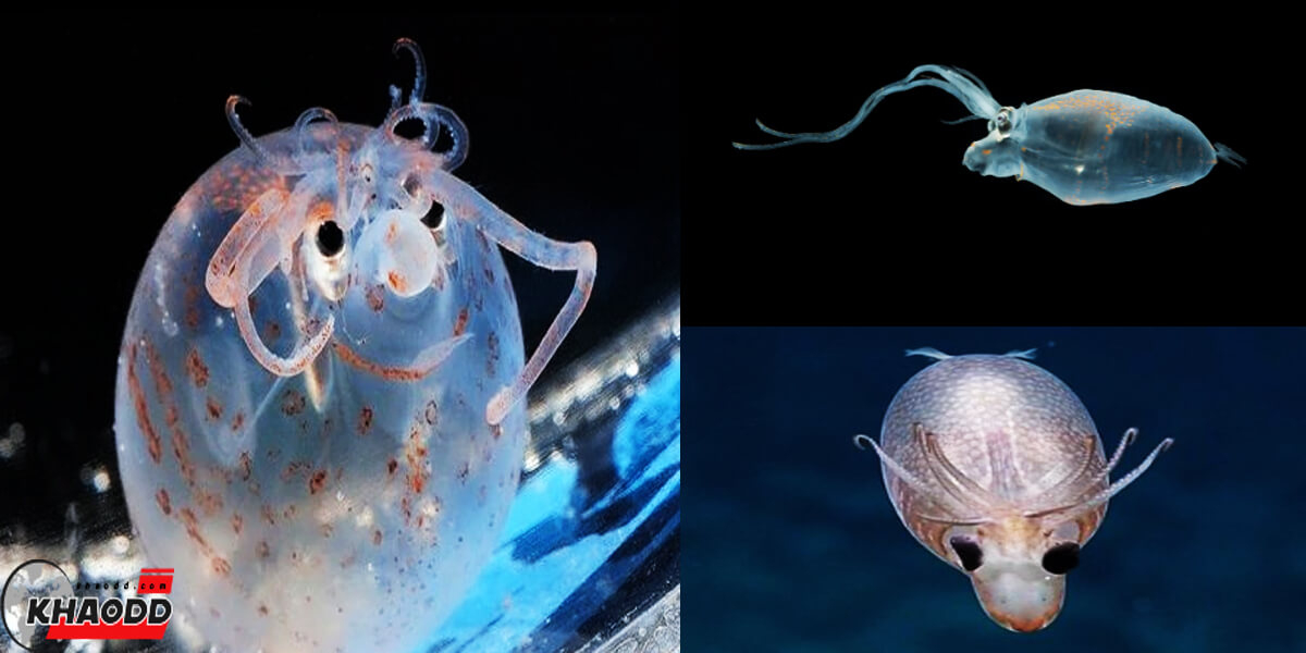 Piglet Squid หรือ หมึกลูกหมู