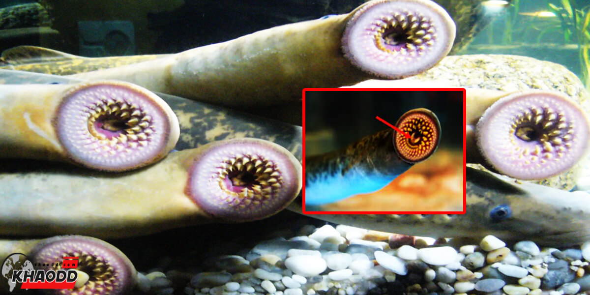 Lamprey Fish ปลาคล้ายปลาไหลแต่มันกินเลือดเป็นอาหาร