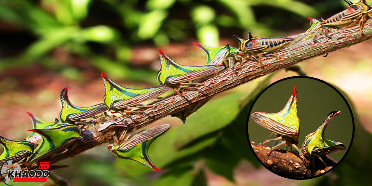 Thorn bug หรือเรียกอีกอย่างว่า แมลงหนามกุหลาบ