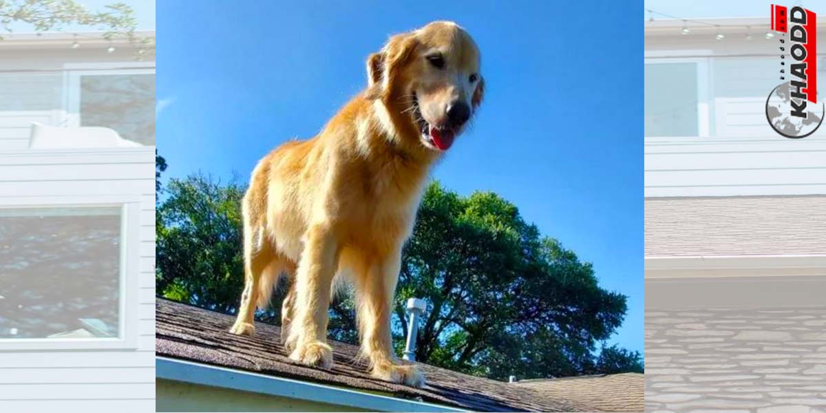 หมาชอบขึ้นบนหลังคา-ทุกวันจนคนแปลกใจ