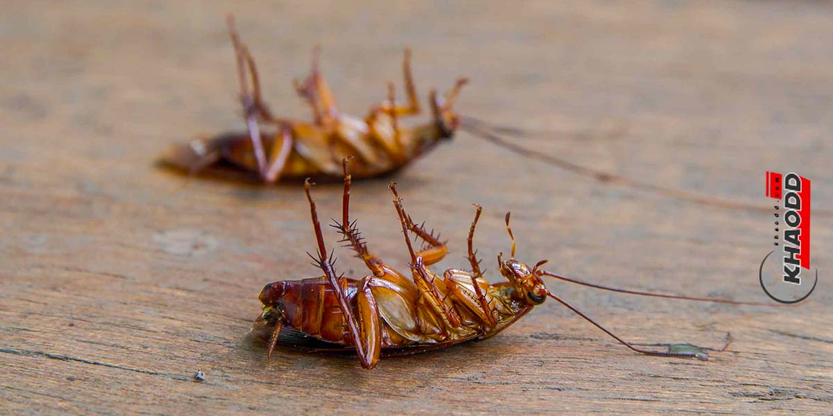 อยู่บ้านกับแ “แมลงสาบอเมริกัน” American cockroach