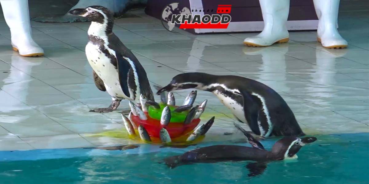 เพนกวินไม่กินปลาซาบะ-สุดเฮฮาสุดน่ารัก