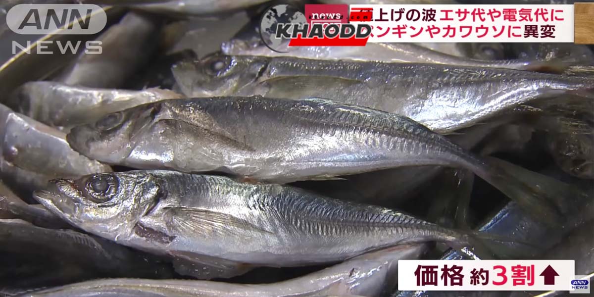ราคาปลาอาจิ (ปลาทูญี่ปุ่น)แพงขึ้นมาก