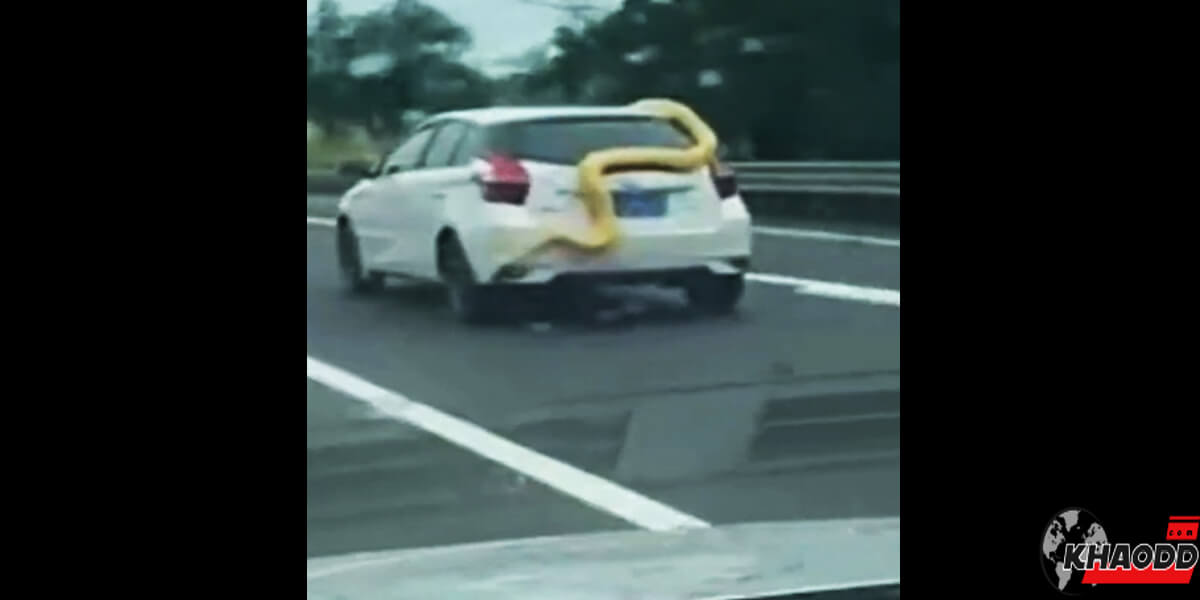 งูเลื้อยบนหลังคารถยนต์ในจีน