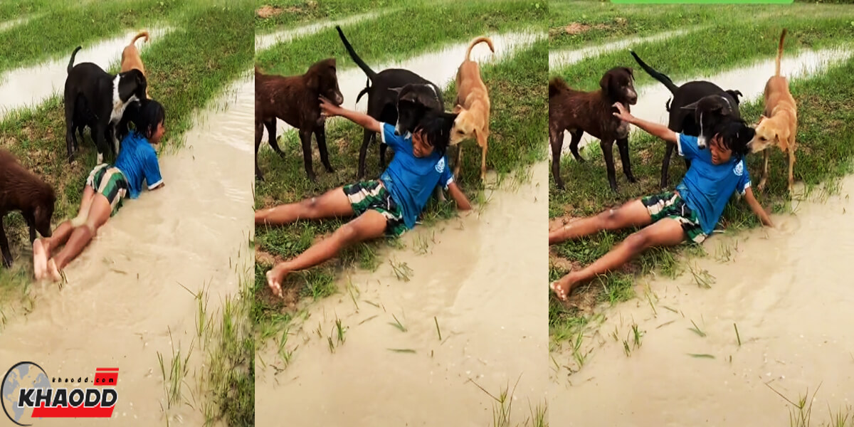 TikTok nackpornsawan แชร์คลิปสุนัขช่วยคน โดนแกงหม้อใหญ่ รู้เลยว่ารักมาก!!