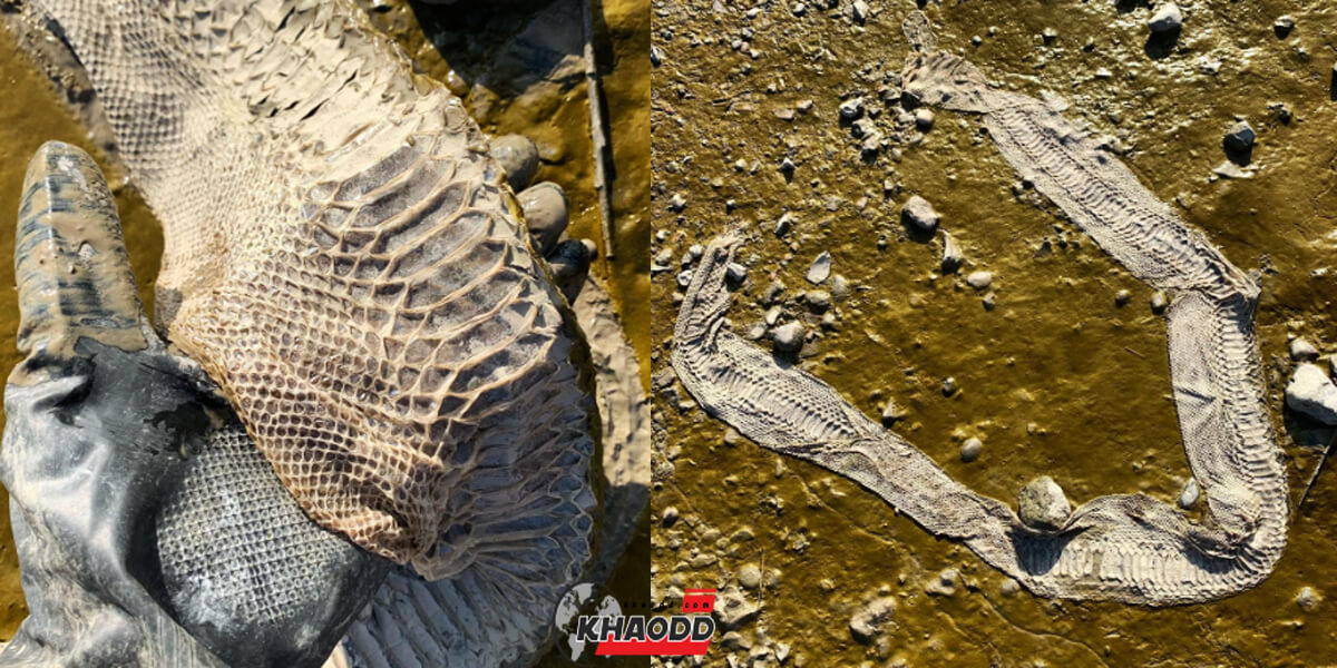 Jason Sandy นักล่าสมบัติจากอังกฤษ ค้นพบคราบงูยาวริมฝั่งแม่น้ำเทมส์-ลอนดอน