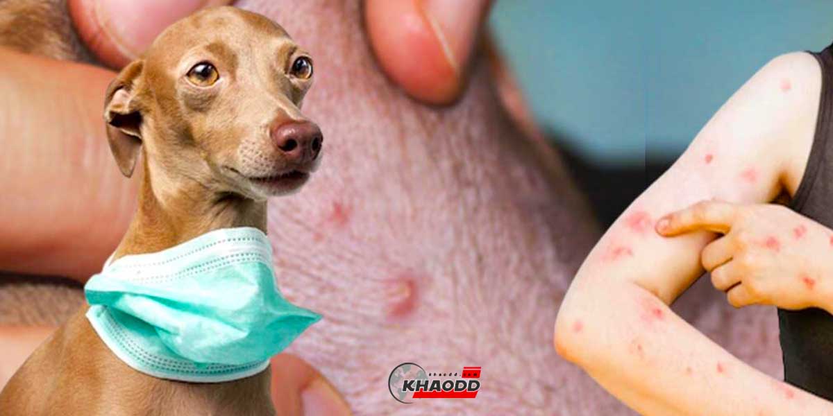 การติดเชื้อฝีดาษลิงจากมนุษย์มาถึงสุนัขถูกนำมาเผยแพร่ผ่าน The Lancet ครั้งแรกของโลก