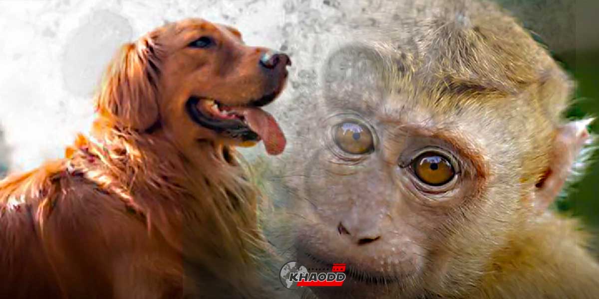 พบสุนัขติดฝีดาษลิง หรือ ฝีดาษวานร จากมนุษย์เป็นกรณีแรกของโลก