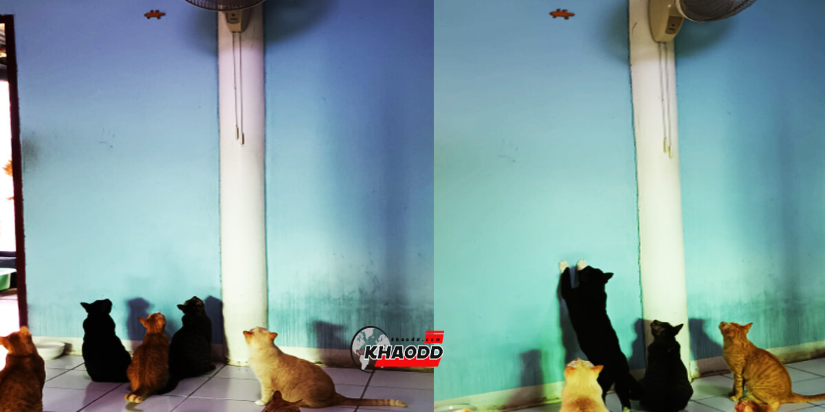 เฟซบุ๊ก Khwan Sirikhwan แชร์ภาพแมวเหมียวที่บ้านลงไปยังกลุ่ม “ชมรมแมวสายดาร์ก”