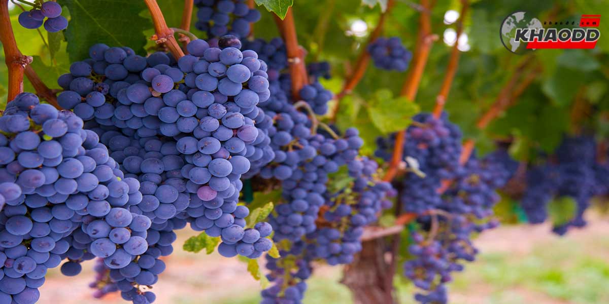 Merlot องุ่นสายพันธุ์สำคัญในการใช้ทำไวน์ ซึ่งหลายๆประเทศนั้นได้นำมาทำเป็นไวน์แดงราคาสูง อย่างชาโต เปตรุส (Chateau Petrus) 