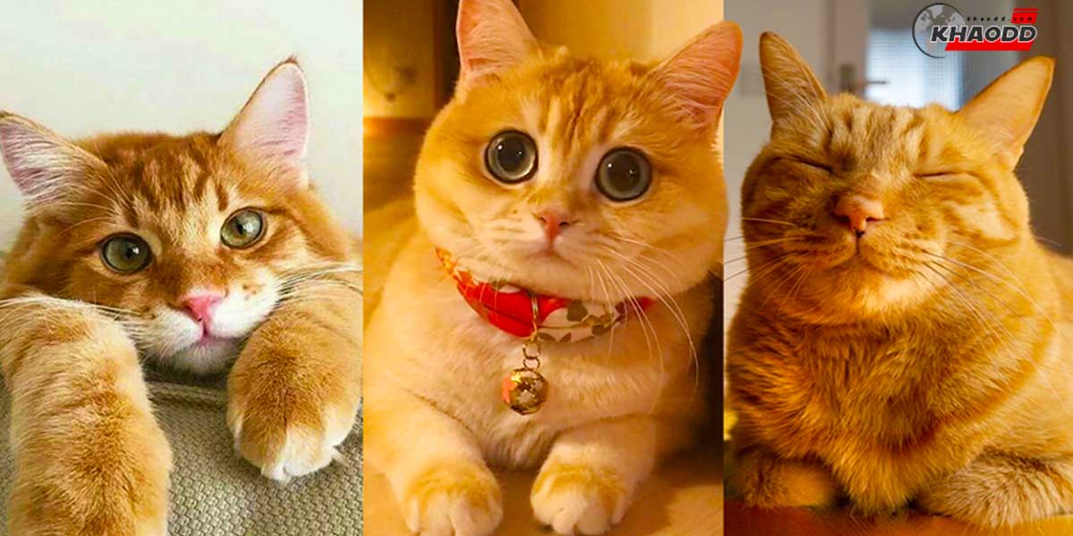 สีแมวบอกนิสัย-วิจัยชี้!! แมวสีส้ม “เป็นมิตร” กับมนุษย์