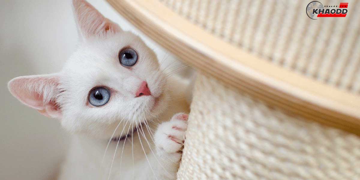 แมวสีขาวมีนิสัย “ห่างเหิน” ที่สุด