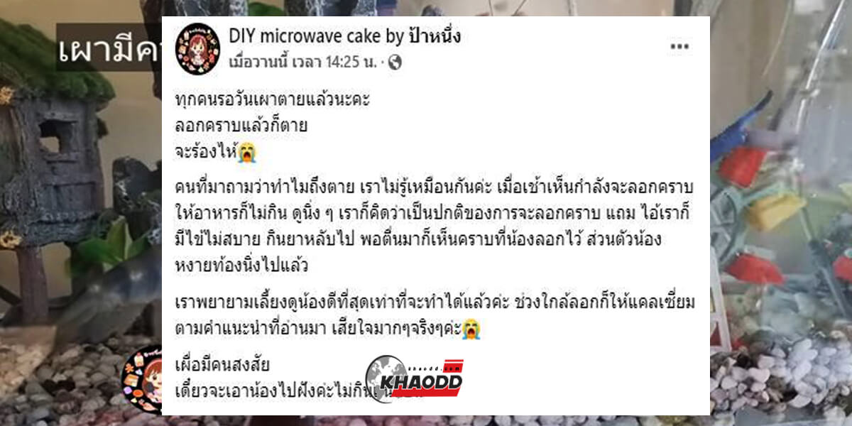 เฟซบุ๊ก DIY microwave cake by  ป้าหนึ่ง เจ้าของของเจ้ารอวันเผา แจ้งข่าวเศร้า "เจ้ารอวันเผา" ตายแล้ว