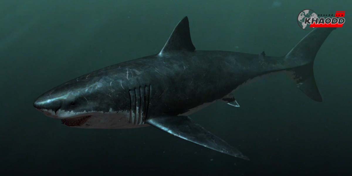 ฉลามยักษ์เมกาโลดอนยาว 18 เมตร
