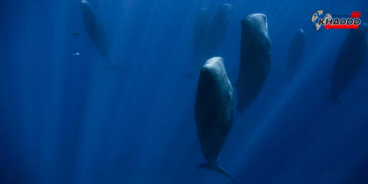 วาฬสเปิร์มสัตว์กินเนื้อที่ตัวใหญ่ที่สุดในโลก