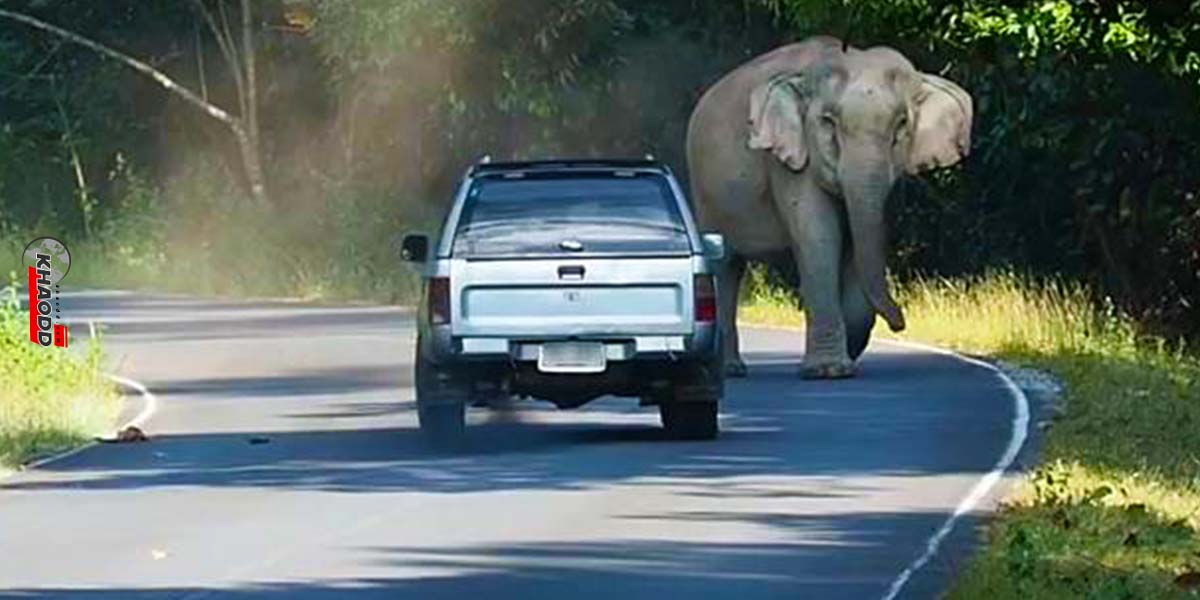 ร่งตามหาตัวคนขับรถกระบะ “ยั่ว” ช้างป่า ให้โกรธ 