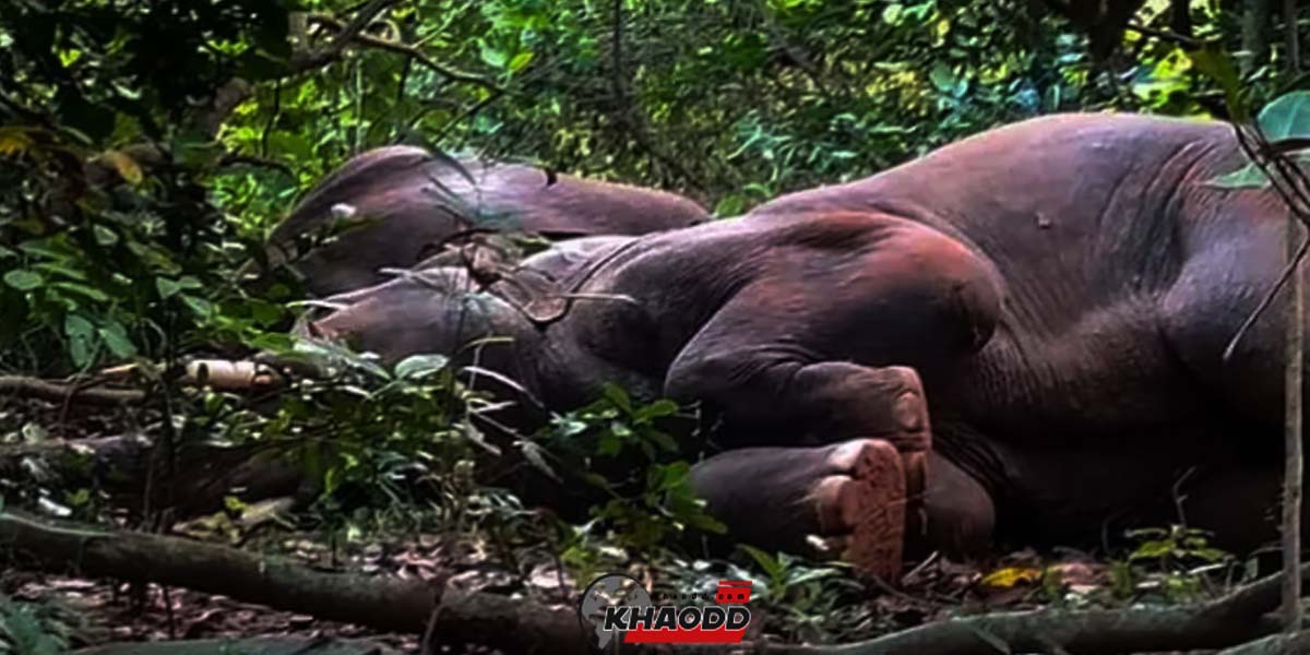 ช้างอินเดียหมดสภาพ 24 เชือก นอนหลับปรางตาย ปลุกไม่ยอมตื่น คาดว่าแอบกินเหล้าหมักชาวบ้าน จทน.กรมป่าไม้ต้องมาเคลียร์ด่วน!
