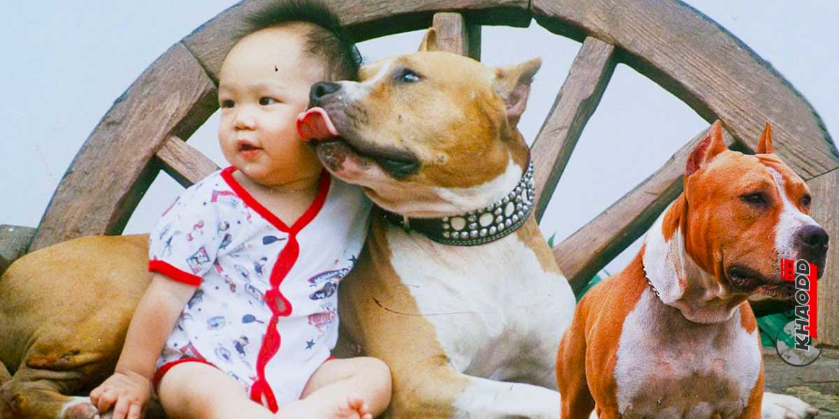  “พิตบูล” American Pit Bull Terrier คือสุนัขที่คนอเมริกันนิยมชมชอบกันเป็นจำนวนมาก