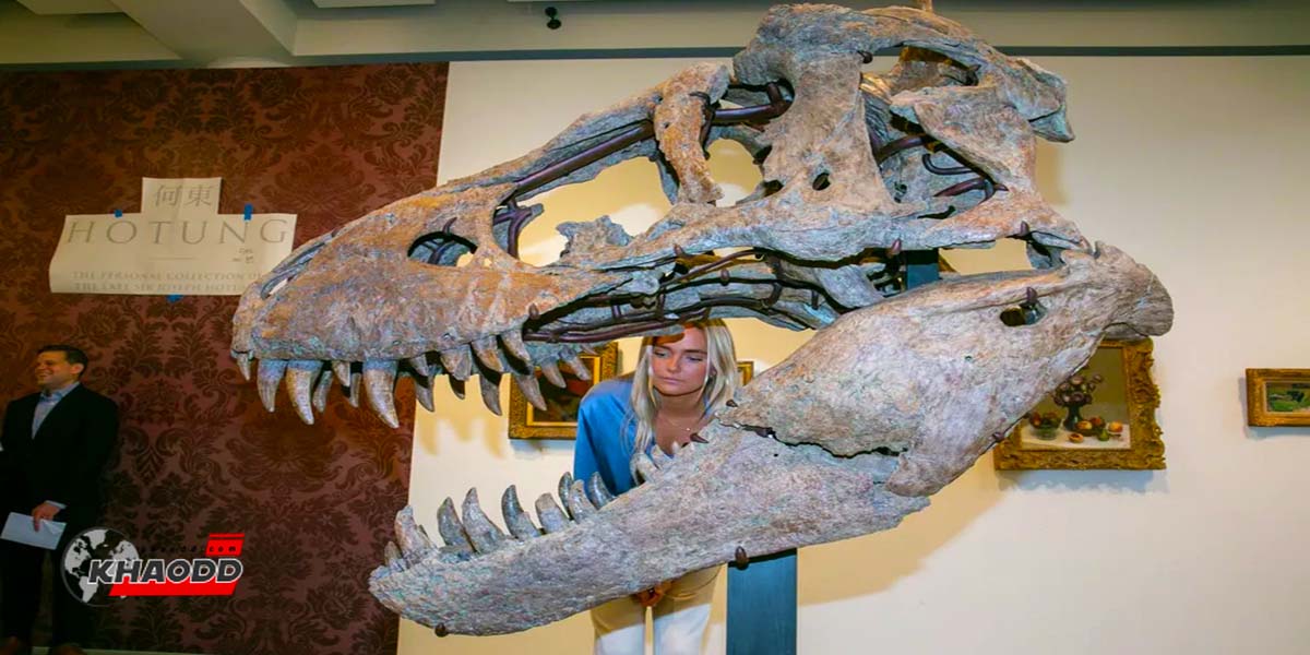 กระโหลกไดโนเสาร์ ที่ถูกขุดพบที่รัฐเซาธ์ ดาโกต้า ในสหรัฐฯ