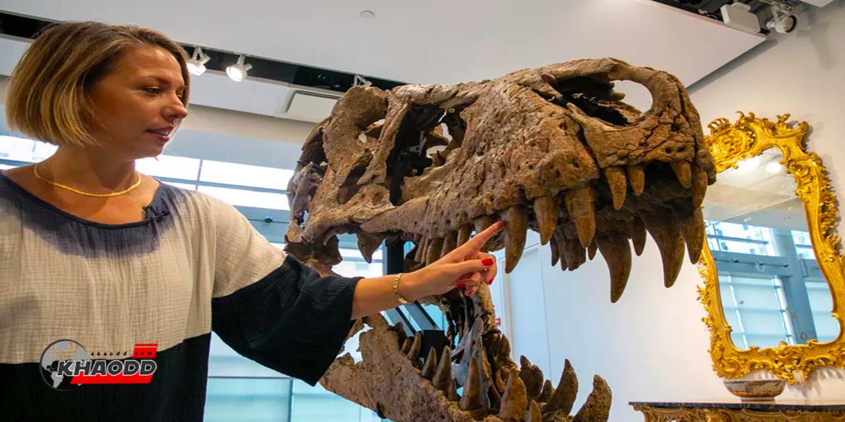 ฟอสซิลหัวกะโหลกไดโนเสาร์สายพันธุ์ “ทีเร็กซ์”