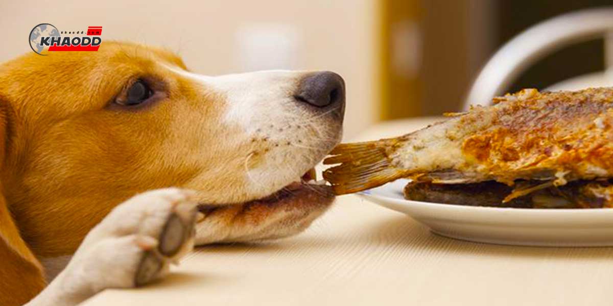 อาหารที่ปลอดภัยมากที่สุดสำหรับสุนัขก็คืออาหารเม็ด