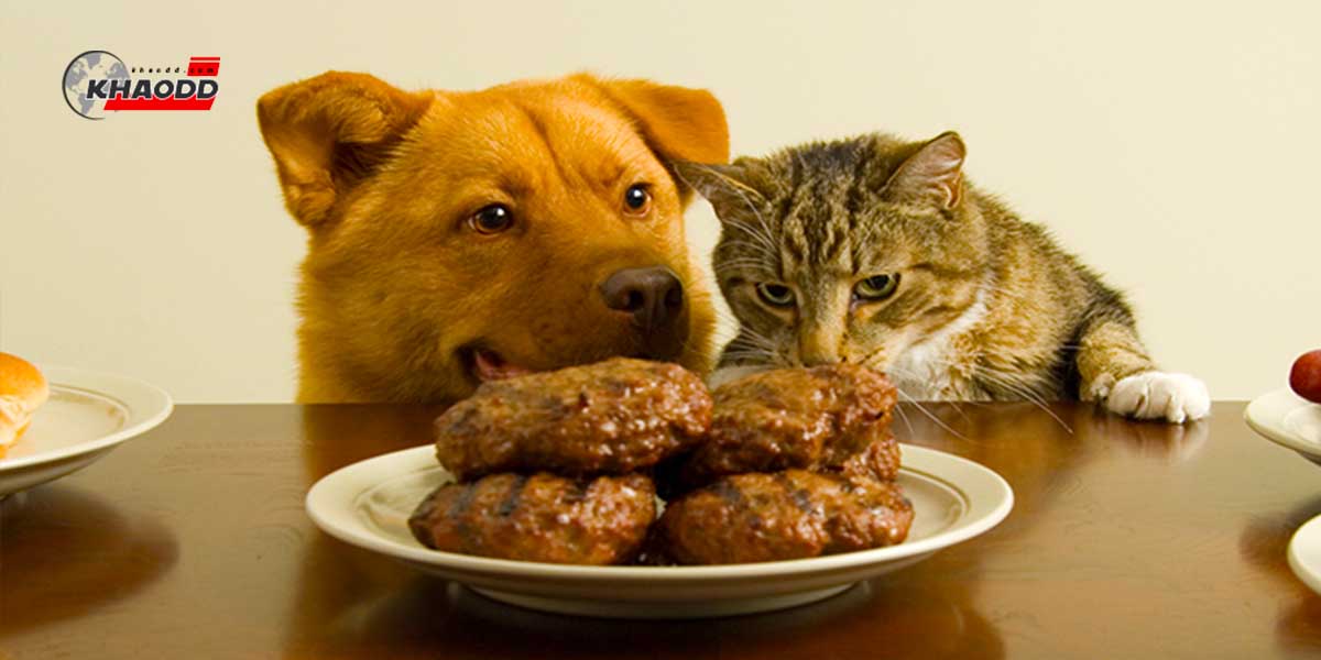 สุนัขต้องกินอาหารเม็ดเท่านั้นจริงไหม