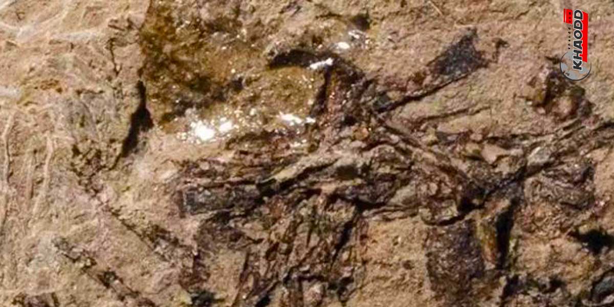นักวิทยาศาสตร์ดีใจพบ “อ้วกโบราณ” อายุกว่า 150 ล้านปี