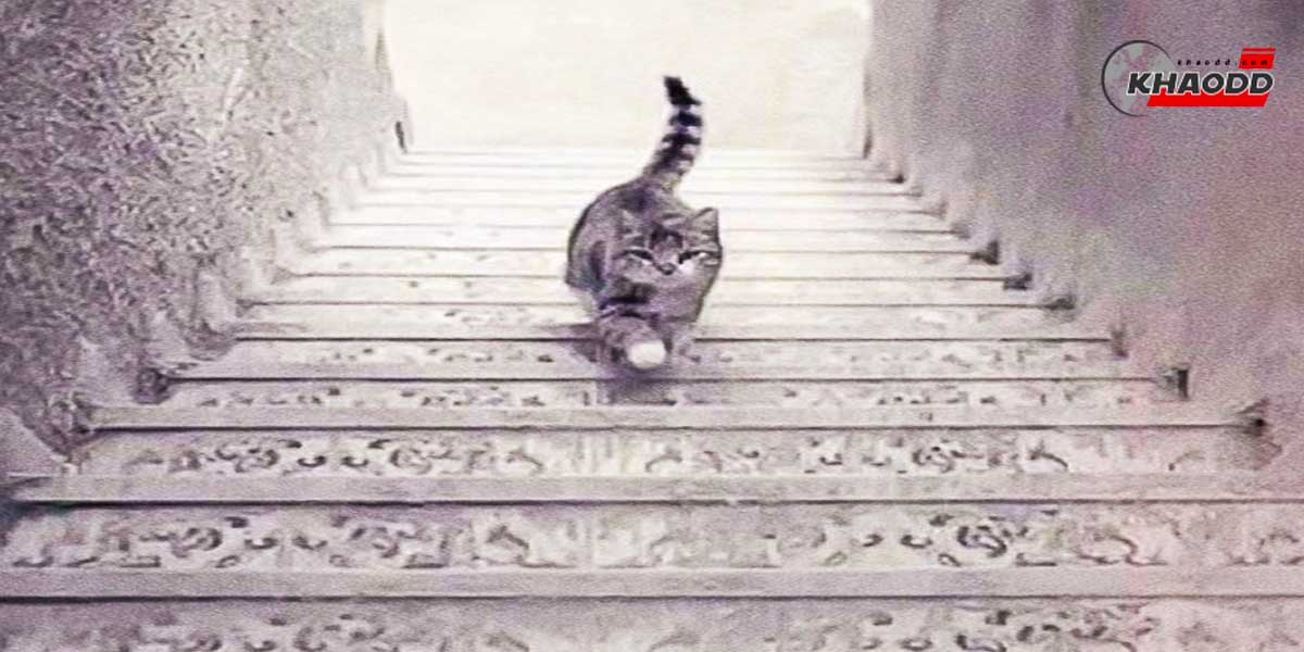 คุณเห็นภาพอะไรในครั้งแรกที่มอง!? แมวเดิน “ขึ้น” หรือ “ลง” บันได