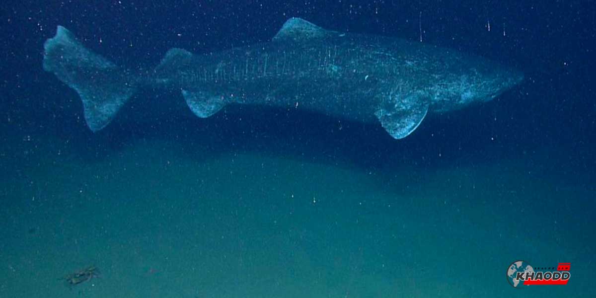 ฉลามกรีนแลนด์อายุยืน กว่าเต่าถึง 100 ปี