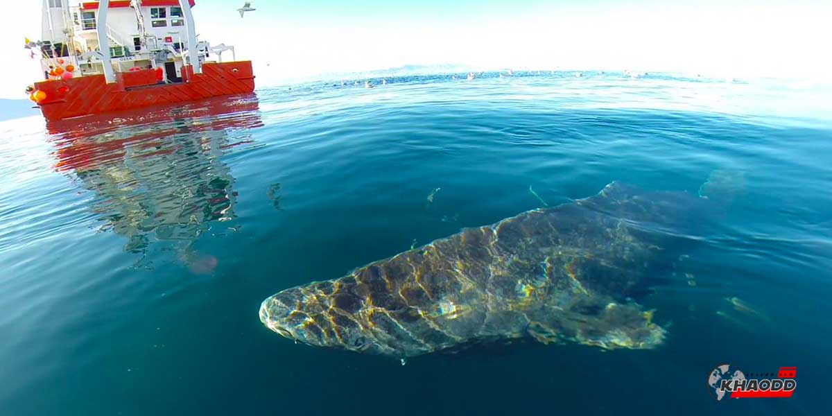 กลุ่มของสัตว์มีกระดูกสันหลังฉลามกรีนแลนด์อายุมากที่สุด