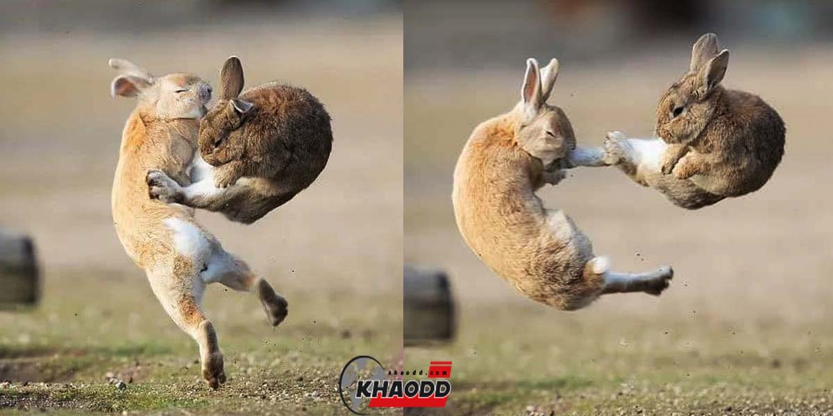 ภาพสัตว์น่ารัก การต่อสู้ของกระต่ายบนเกาะOkunoshima ประเทศญี่ปุ่น