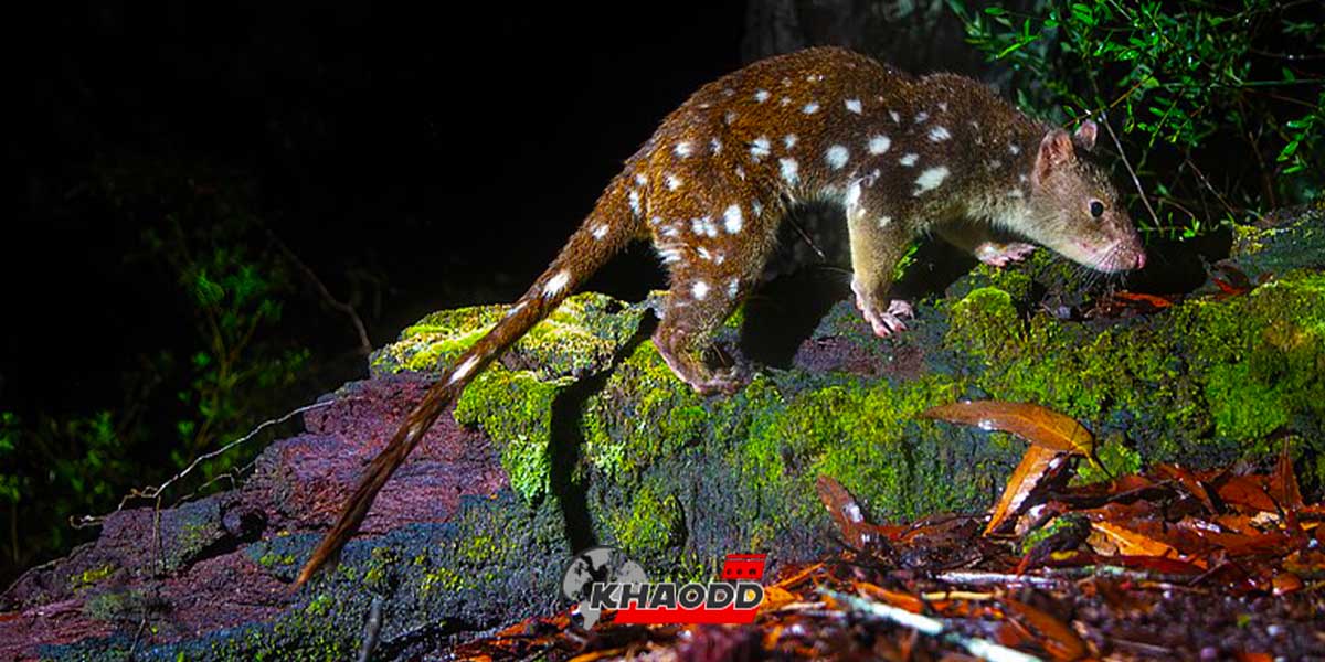 Quoll เป็นสัตว์ที่ชอบมีเพศสมพันธ์ุ