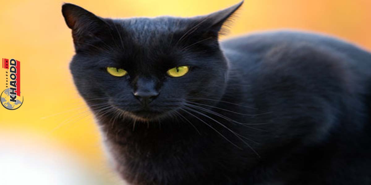 ภาพประกอบข่าว ฝันเห็นแมวสีดำ