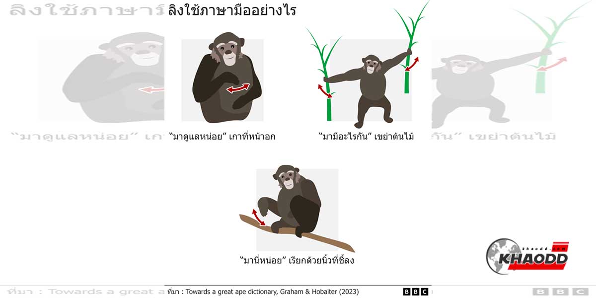 การแปลภาษาลิง
