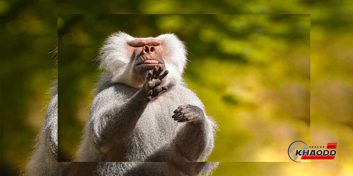 มนุษย์และลิงใช้ภาษามือ-ที่เป็น “จุดเริ่มต้น” ของการสื่อสาร