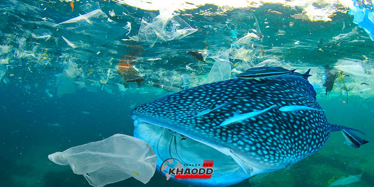 สัตว์ทะเลตายเพราะพลาสติกเป็นจำนวนมาก
