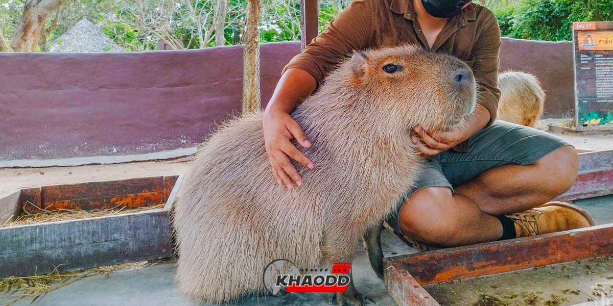 Capybara ต้องกินข้าวสอองคครั้ง