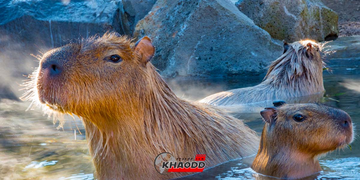 Capybara จะมีขนาดตัวโต