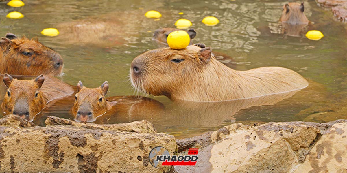 เจ้าหนูตัวโตคาปิบารา (Capybara)