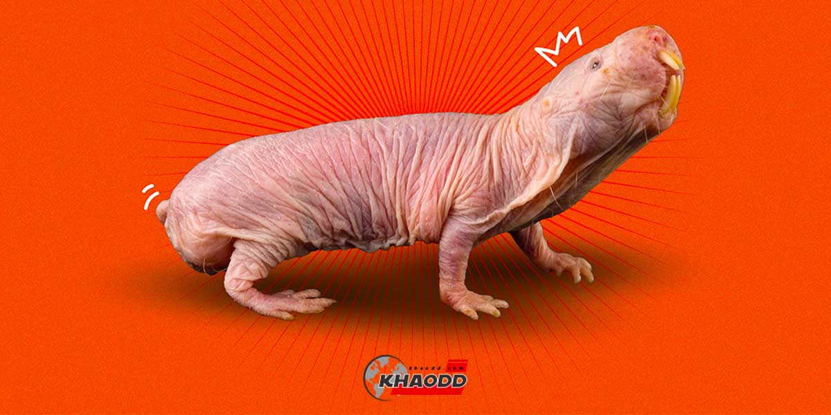 พาไปทำความรู้จัก “ตุ่นหนูไร้ขน” Naked Mole-Rat สัตว์ที่ไม่เคยเป็นมะเร็งเลย