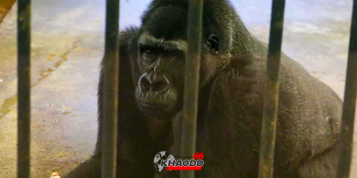บัวน้อยคือ Gorilla เพศเมีย วัย 34 ปี