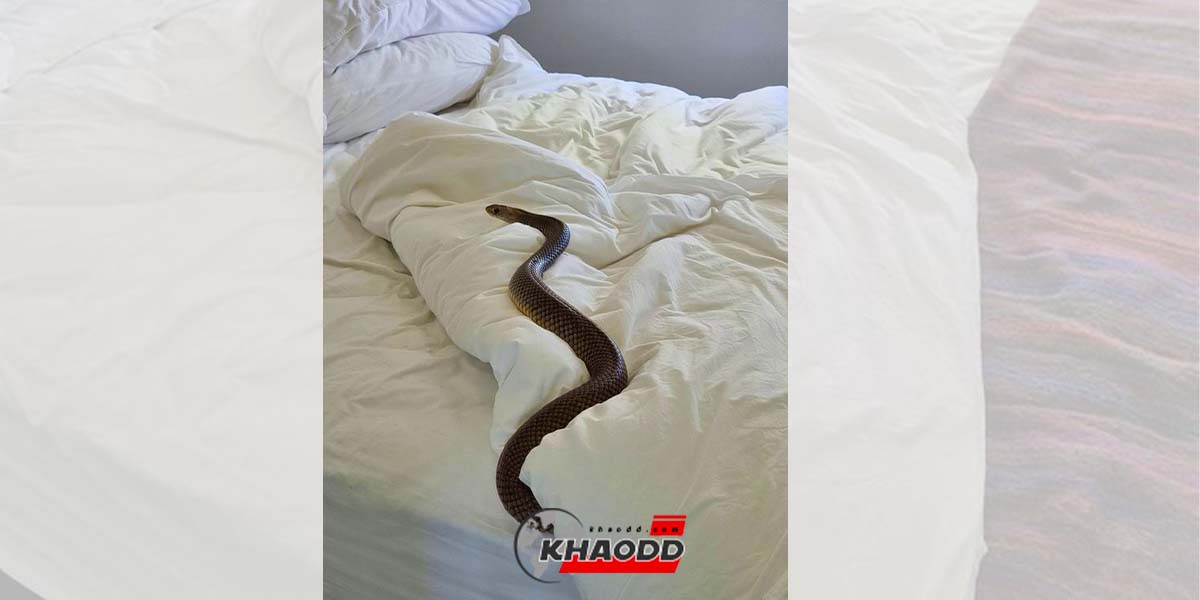 สาวตื่นมาเจองูบนเตียง-Eastern Brown Snake น้องมีพิษรุนแรงอันดับ 2 ของโลก