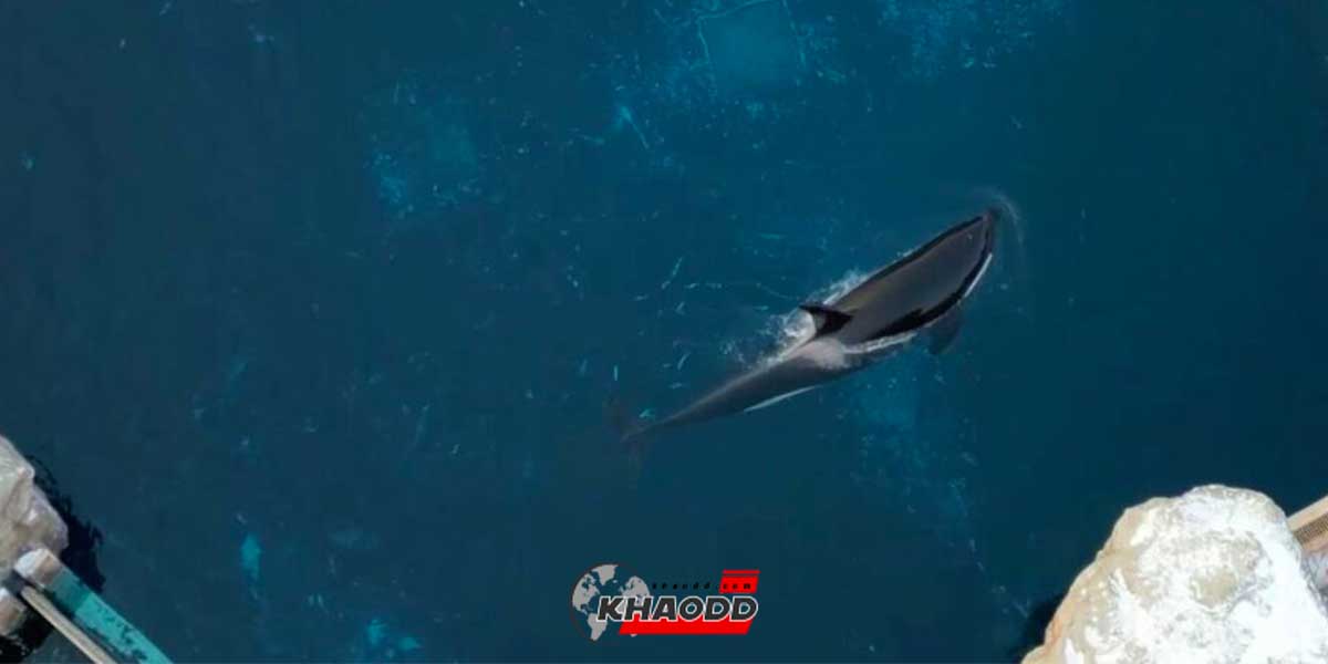 ชาวเน็ตอาลัย Kiska วาฬเพชฌฆาต ที่เคยเอาหัวโขกขอบอควาเรียม เพราะ “เหงา”