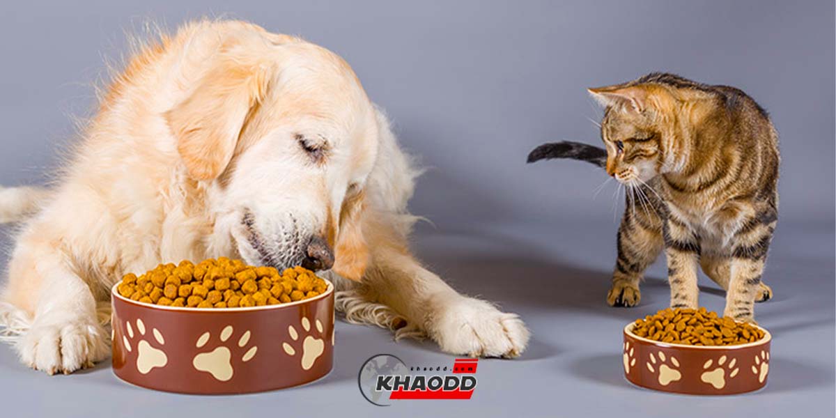 เพจสัตวแพทย์เตือนคนเลี้ยง “หมา-แมว” ห้ามให้กินอาหารด้วยกัน ถ้ารักสัตว์จริง