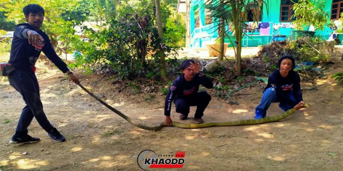 งูจงอางสีทอง มีขนาดยาว 3.90 เมตร น้ำหนักตัว 9 กิโลกรัม